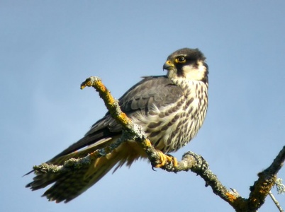 Hobby (Falco subbuteo) Mark ELvin